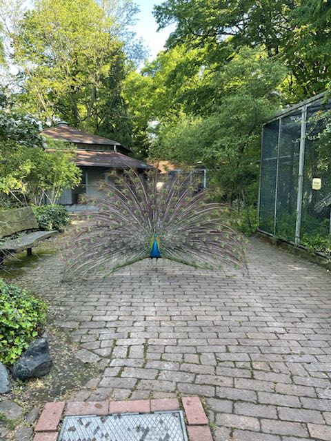 Ein männlicher Pfau der ein Rad schlägt, steht auf einem gepflasterten Weg, umrahmt von Bäumen.